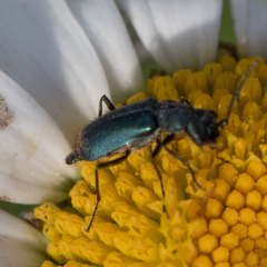 Cordylepherus viridis