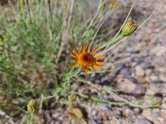 Adenophyllum cooperi