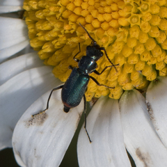 Cordylepherus viridis