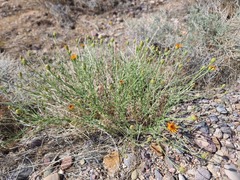 Adenophyllum cooperi