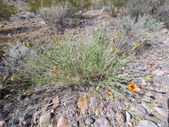 Adenophyllum cooperi