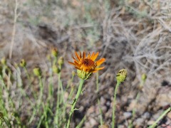 Adenophyllum cooperi