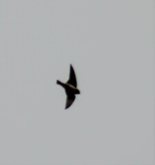 Petrochelidon fulva