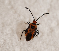 Volkelius maculatus