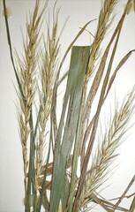 Elymus × ebingeri