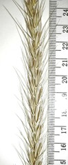 Elymus × ebingeri