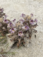 Aphyllon cooperi