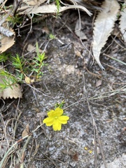 Hibbertia acicularis