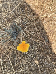 Eschscholzia californica
