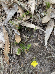 Hibbertia acicularis