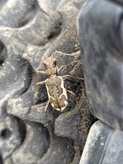 Neocicindela tuberculata