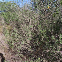 Aloysia macrostachya