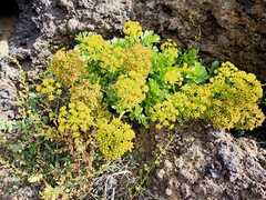 Astydamia latifolia