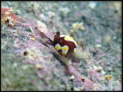 Colpodaspis thompsoni