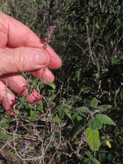 Aloysia macrostachya