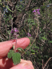 Aloysia macrostachya