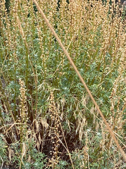 Artemisia michauxiana