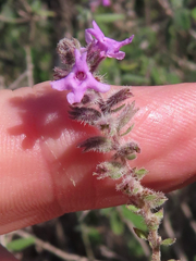 Aloysia macrostachya