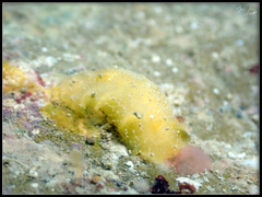 Doriopsis granulosa