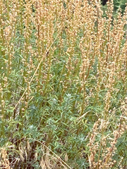 Artemisia michauxiana