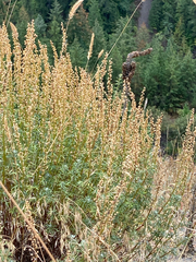 Artemisia michauxiana