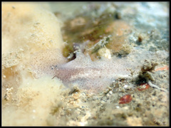 Pericelis
