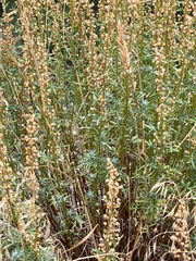Artemisia michauxiana