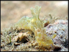 Plocamopherus pecoso