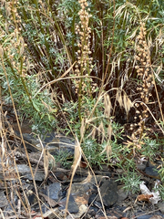 Artemisia michauxiana