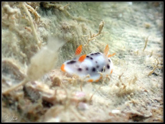 Chromodoris