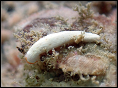 Dermatobranchus semilunus