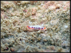 Goniobranchus setoensis