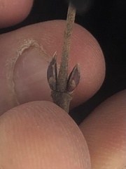 Viburnum acerifolium