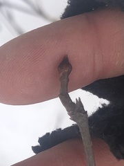 Viburnum acerifolium