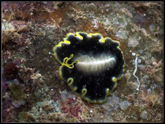 Pseudoceros paralaticlavus