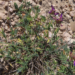 Dalea pogonathera