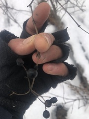 Viburnum acerifolium