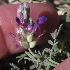 Dalea pogonathera