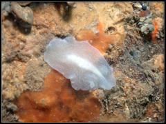 Pericelis