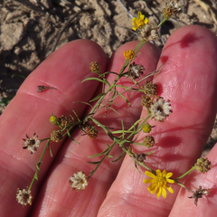 Gutierrezia sphaerocephala