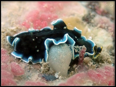 Pseudoceros duplicinctus