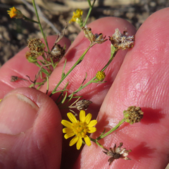 Gutierrezia sphaerocephala