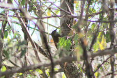 Xiphorhynchus flavigaster