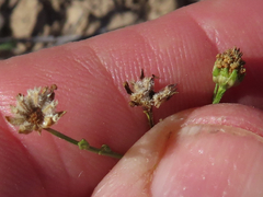 Gutierrezia sphaerocephala