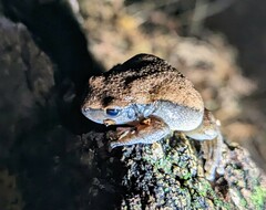 Litoria rubella