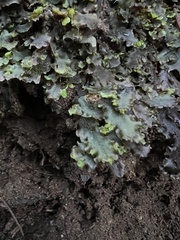 Pellia neesiana