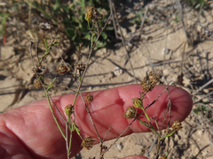 Gutierrezia sphaerocephala