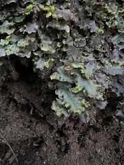 Pellia neesiana