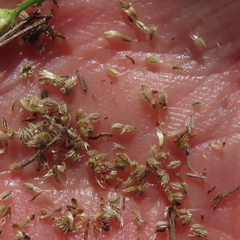 Gutierrezia sphaerocephala