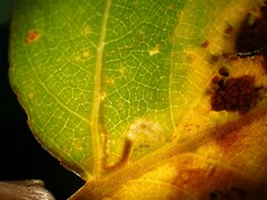 Stigmella salicis